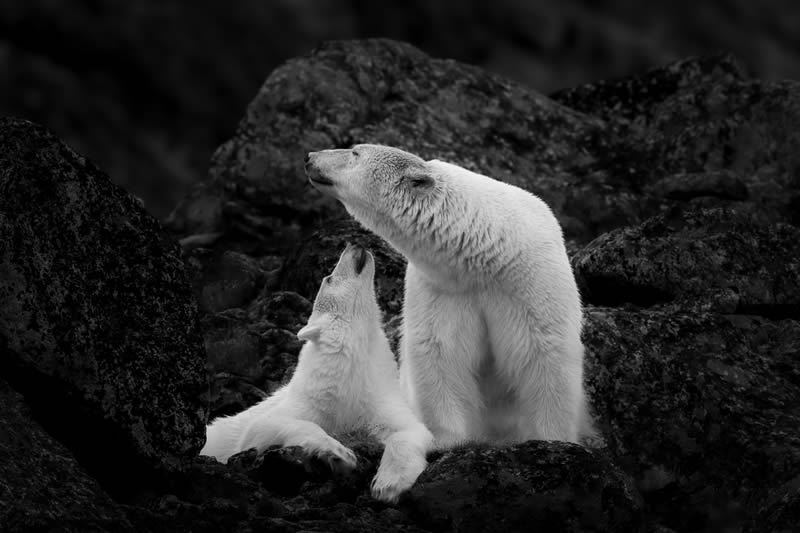 2024 Nature and Wildlife Monivisions Black and White Photography Awards