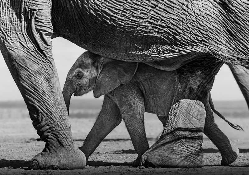 2024 Nature and Wildlife Monivisions Black and White Photography Awards