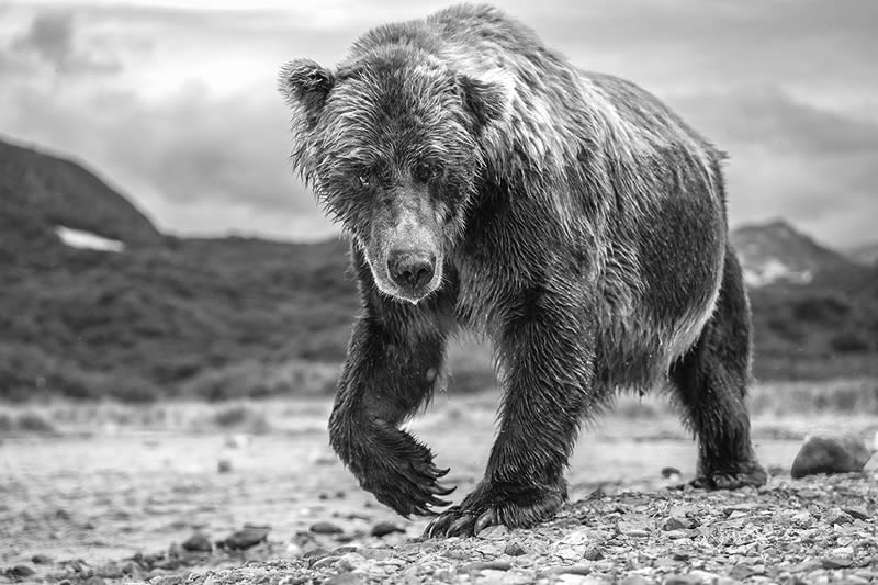 2024 Nature and Wildlife Monivisions Black and White Photography Awards