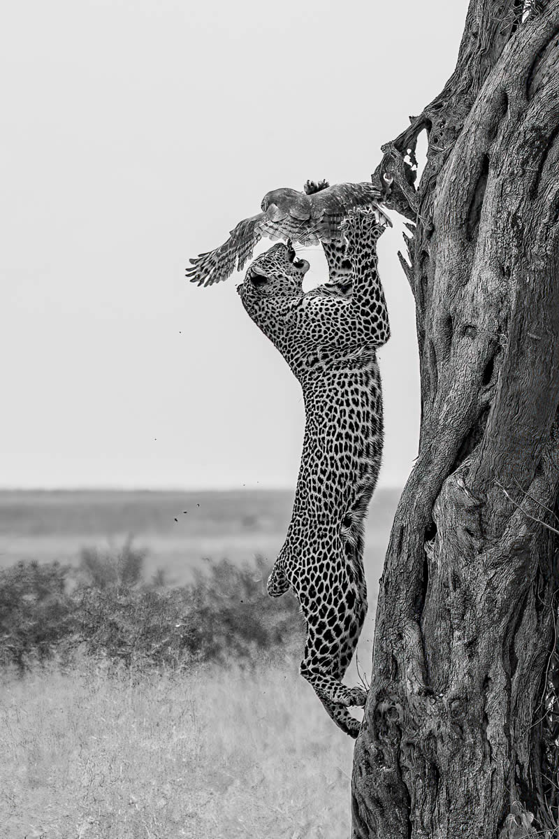 2024 Nature and Wildlife Monivisions Black and White Photography Awards