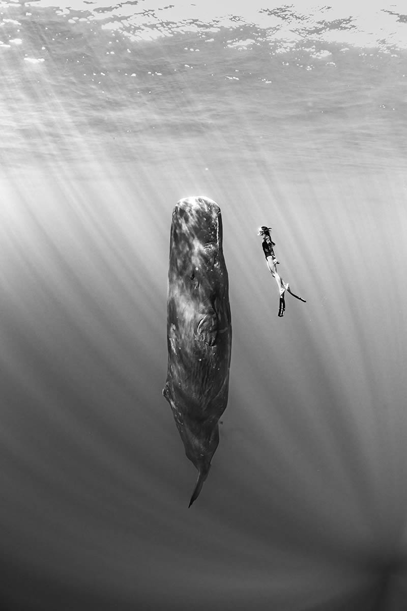 2024 Nature and Wildlife Monivisions Black and White Photography Awards