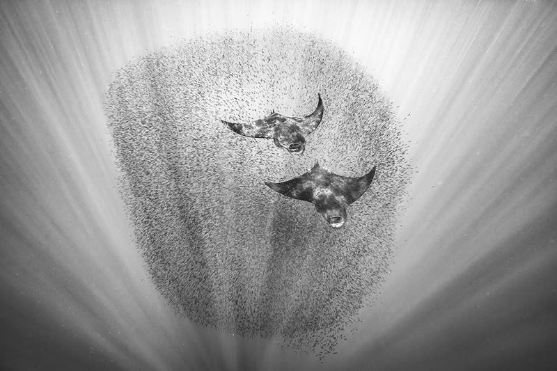 2024 Nature and Wildlife Monivisions Black and White Photography Awards