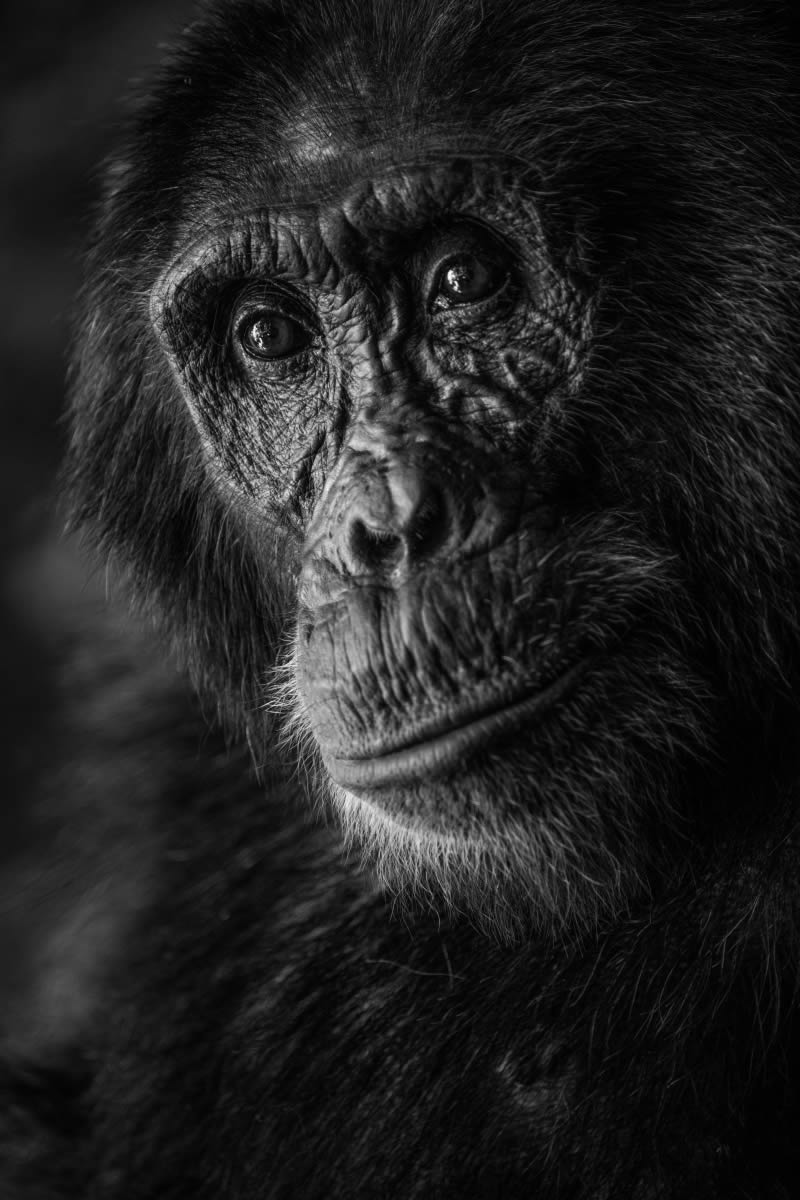 2024 Nature and Wildlife Monivisions Black and White Photography Awards