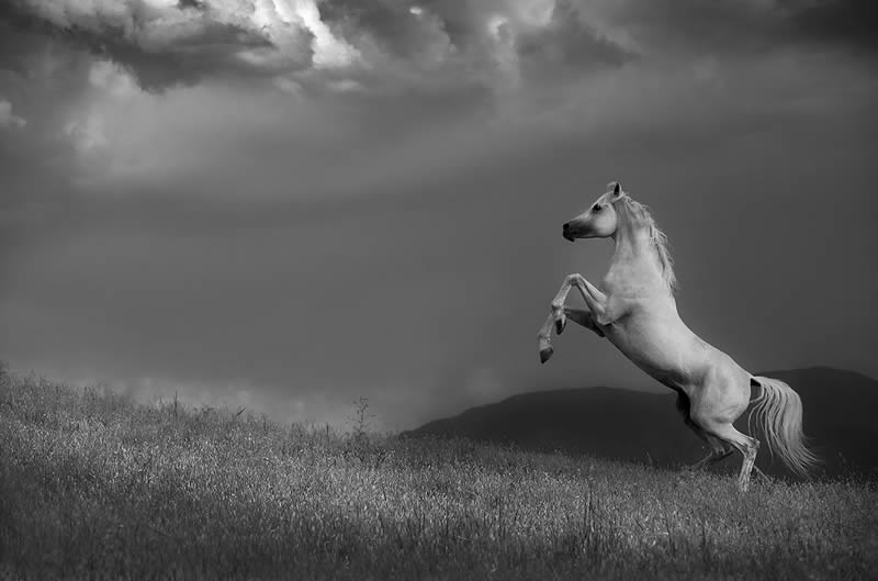 2024 Nature and Wildlife Monivisions Black and White Photography Awards