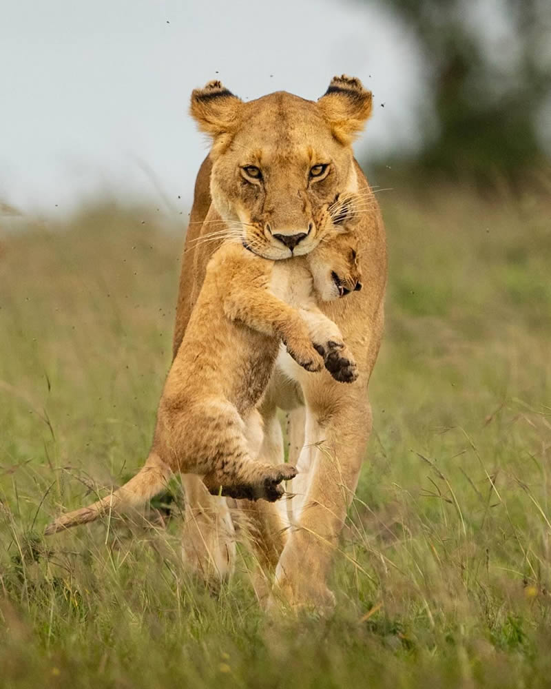 Wildlife Photography By National Geographic India