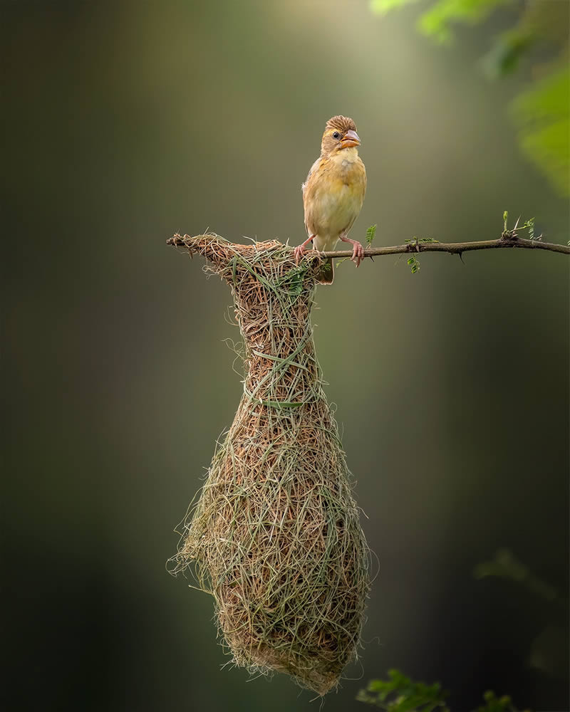 Wildlife Photography By National Geographic India