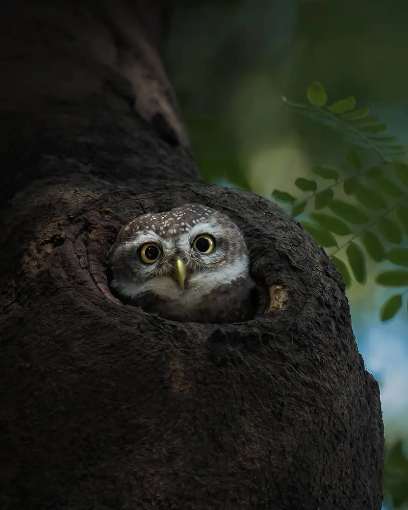 Wildlife Photography By National Geographic India