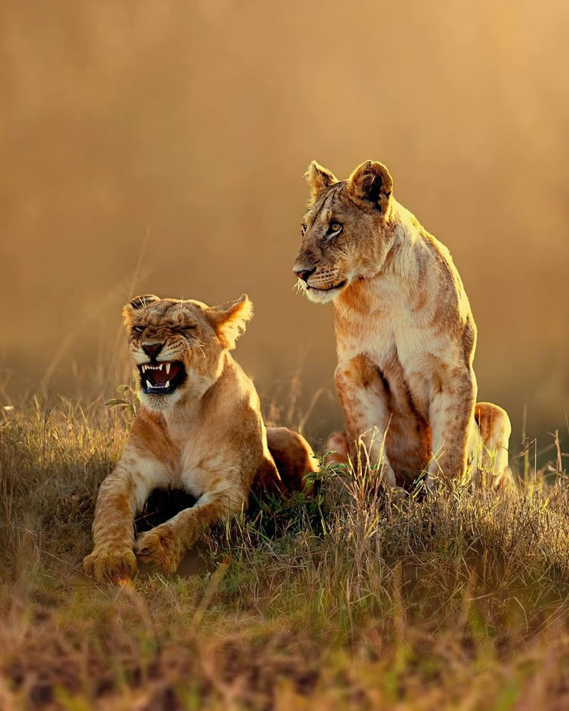 Wildlife Photography By National Geographic India