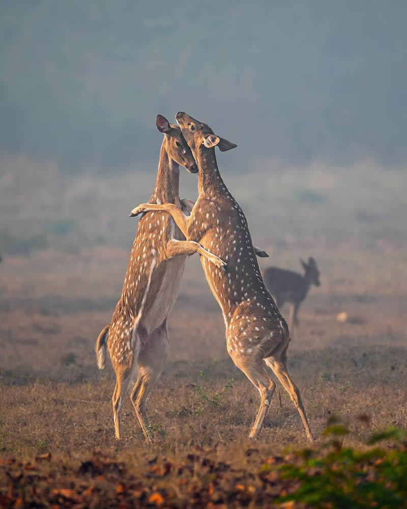 Wildlife Photography By National Geographic India