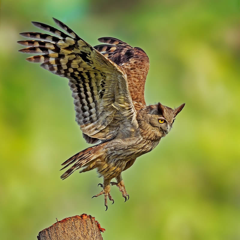 Wildlife Photography By National Geographic India