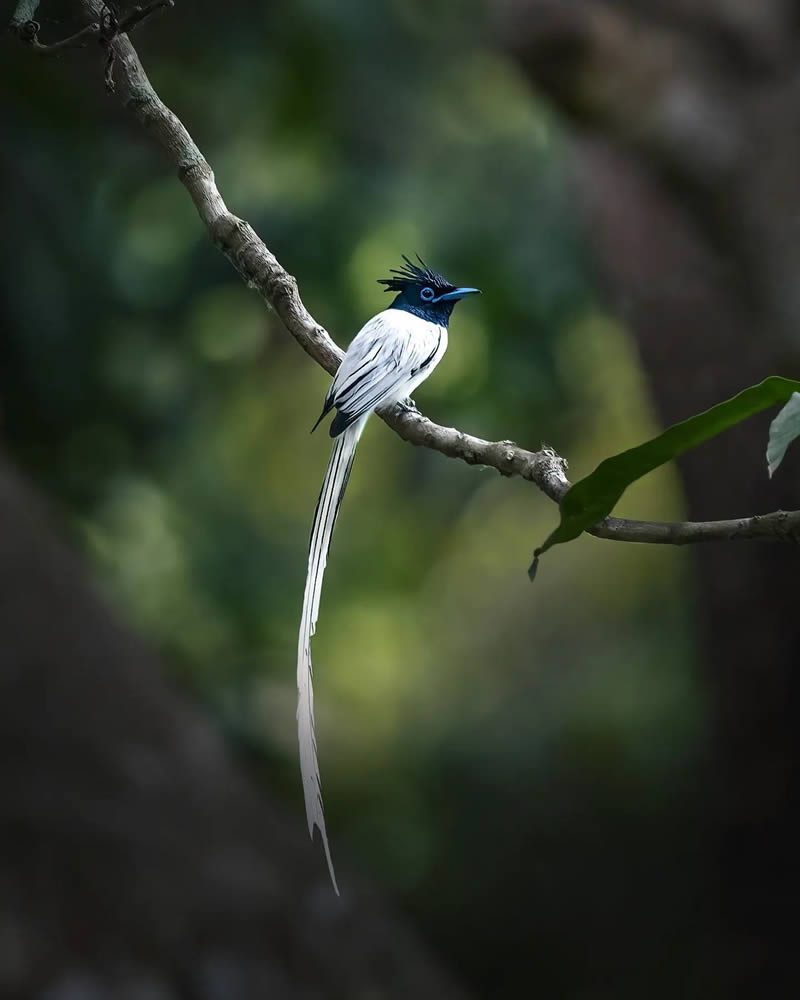 Wildlife Photography By National Geographic India