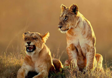 Wildlife Photography By National Geographic India