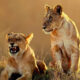 Wildlife Photography By National Geographic India