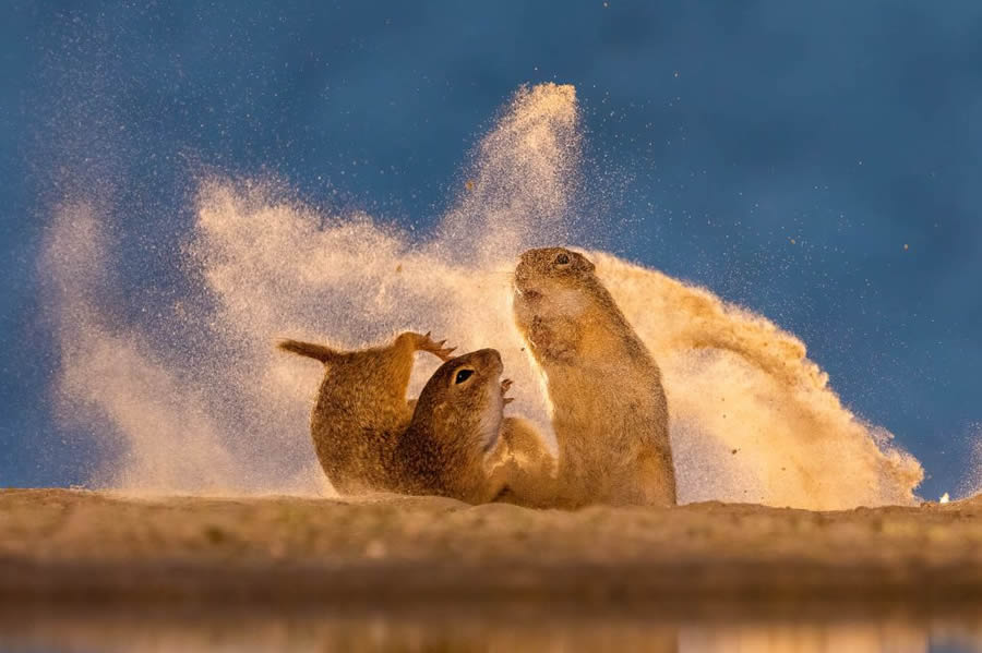 Nature TTL Photographer Of The Year 2024 Winners