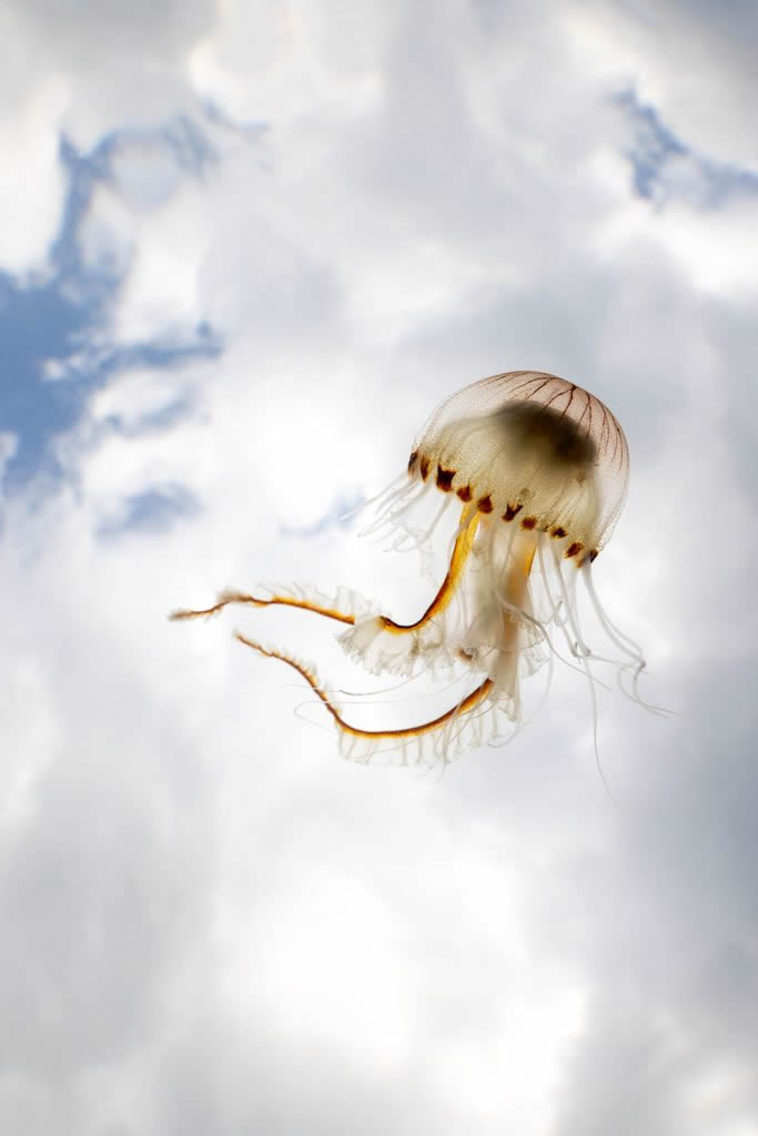 Nature TTL Photographer Of The Year 2024 Winners