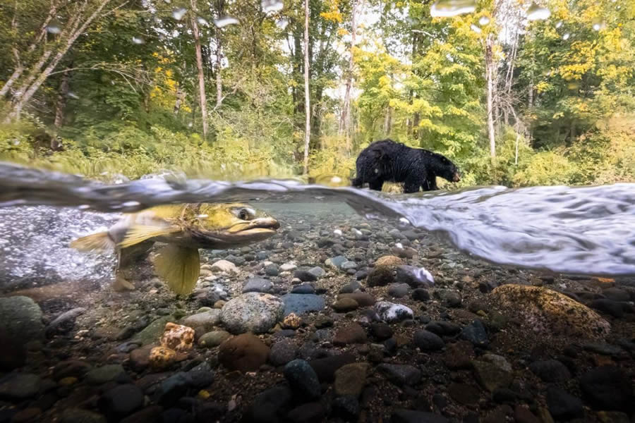 Nature TTL Photographer Of The Year 2024 Winners