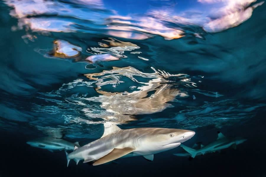 Nature TTL Photographer Of The Year 2024 Winners