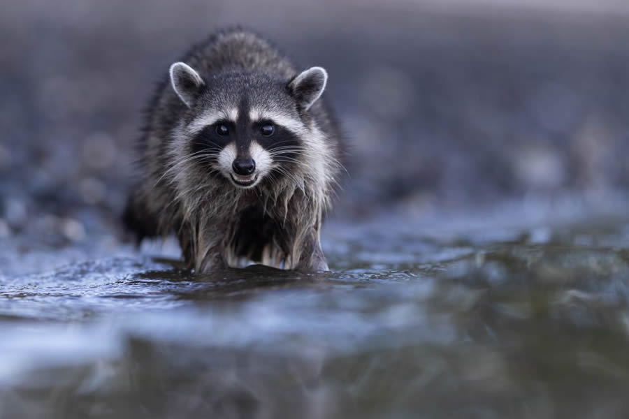 Nature TTL Photographer Of The Year 2024 Winners