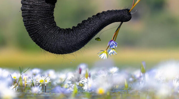 Nature TTL Photographer Of The Year 2024 Winners