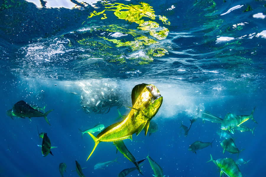 Ocean Photographer Of The Year 2024 Awards Winners