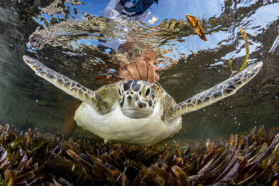 Ocean Photographer Of The Year 2024 Awards Winners