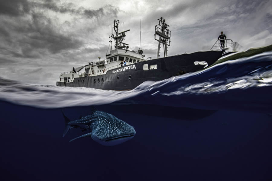 Ocean Photographer Of The Year 2024 Awards Winners