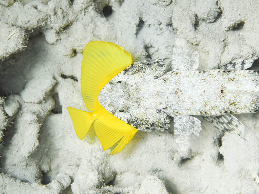 Ocean Photographer Of The Year 2024 Awards Winners