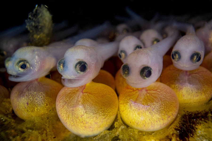 Ocean Photographer Of The Year 2024 Awards Winners