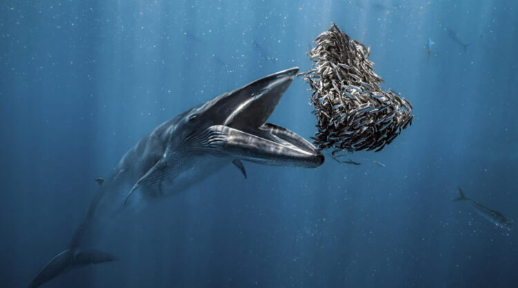 Ocean Photographer Of The Year 2024 Awards Winners