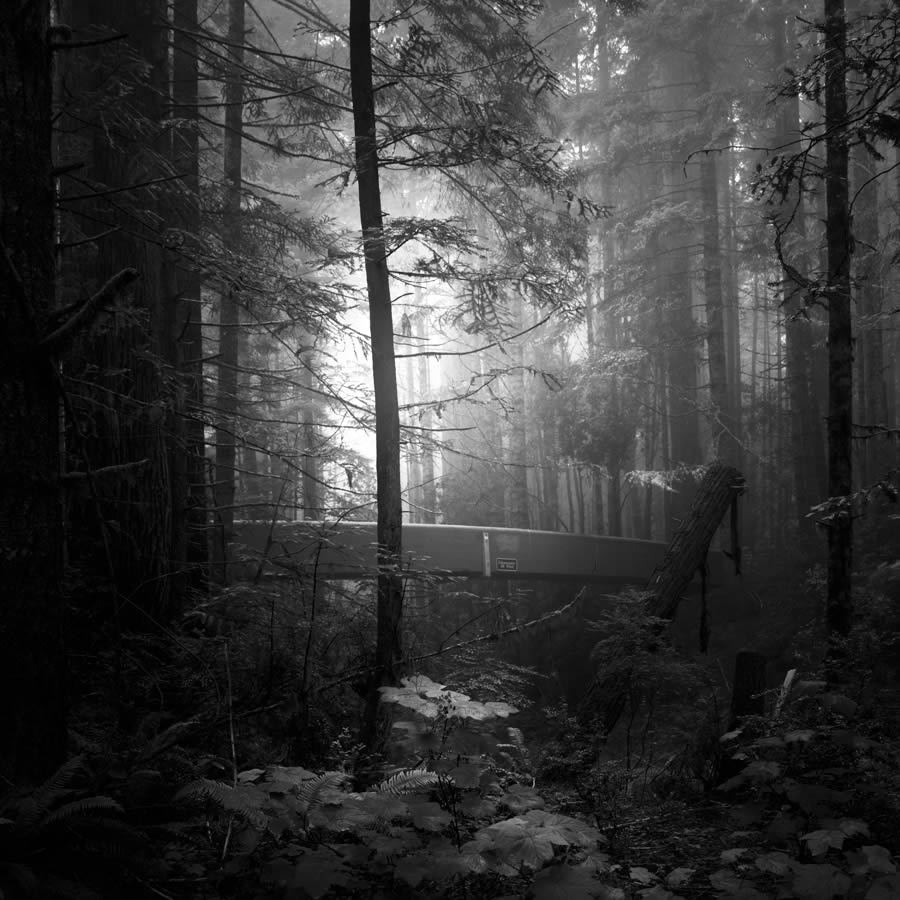 Lady Bird Johnson Grove In The Fog By Nathan Wirth