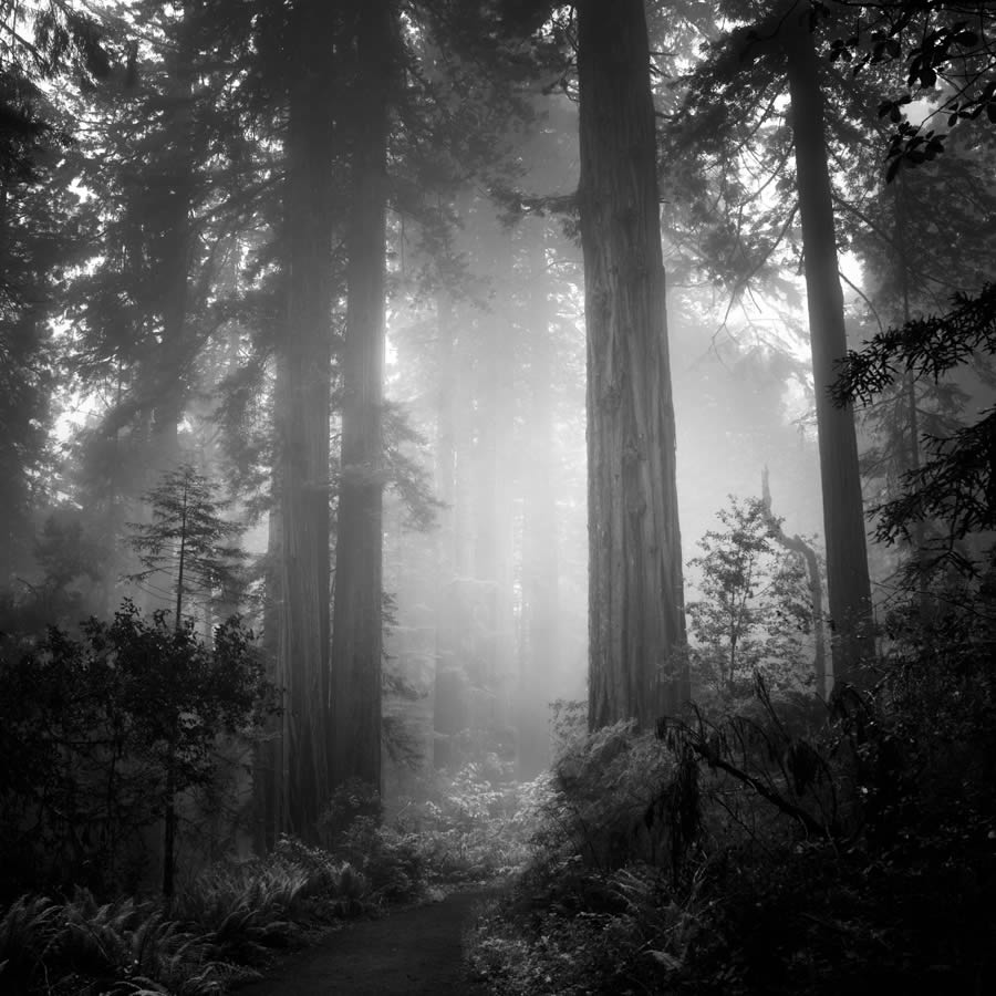 Lady Bird Johnson Grove In The Fog By Nathan Wirth