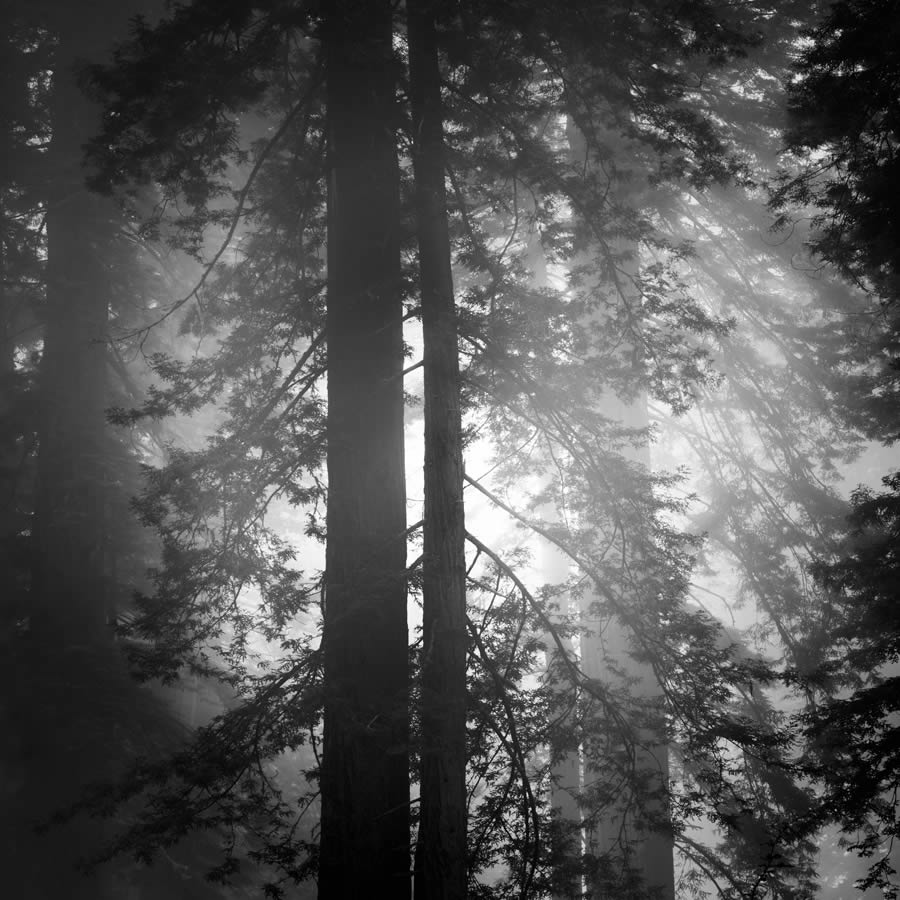 Lady Bird Johnson Grove In The Fog By Nathan Wirth