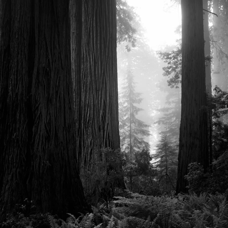 Lady Bird Johnson Grove In The Fog By Nathan Wirth