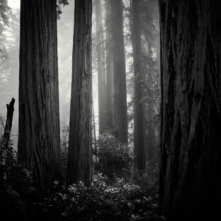 Lady Bird Johnson Grove In The Fog By Nathan Wirth