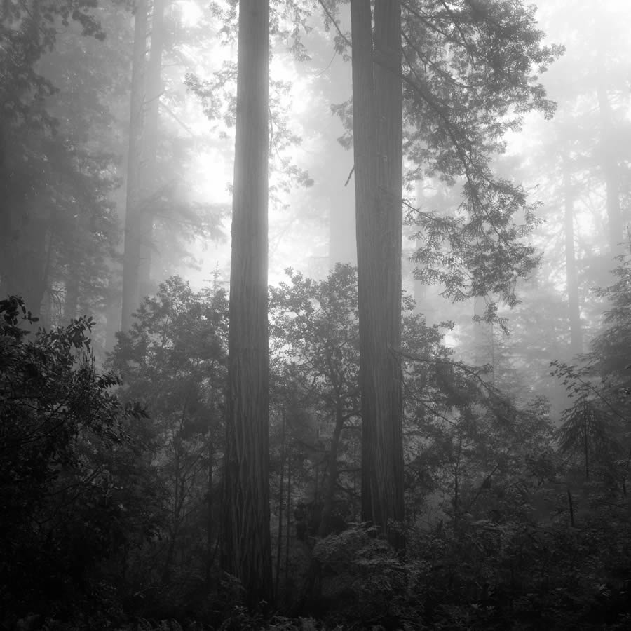 Lady Bird Johnson Grove In The Fog By Nathan Wirth