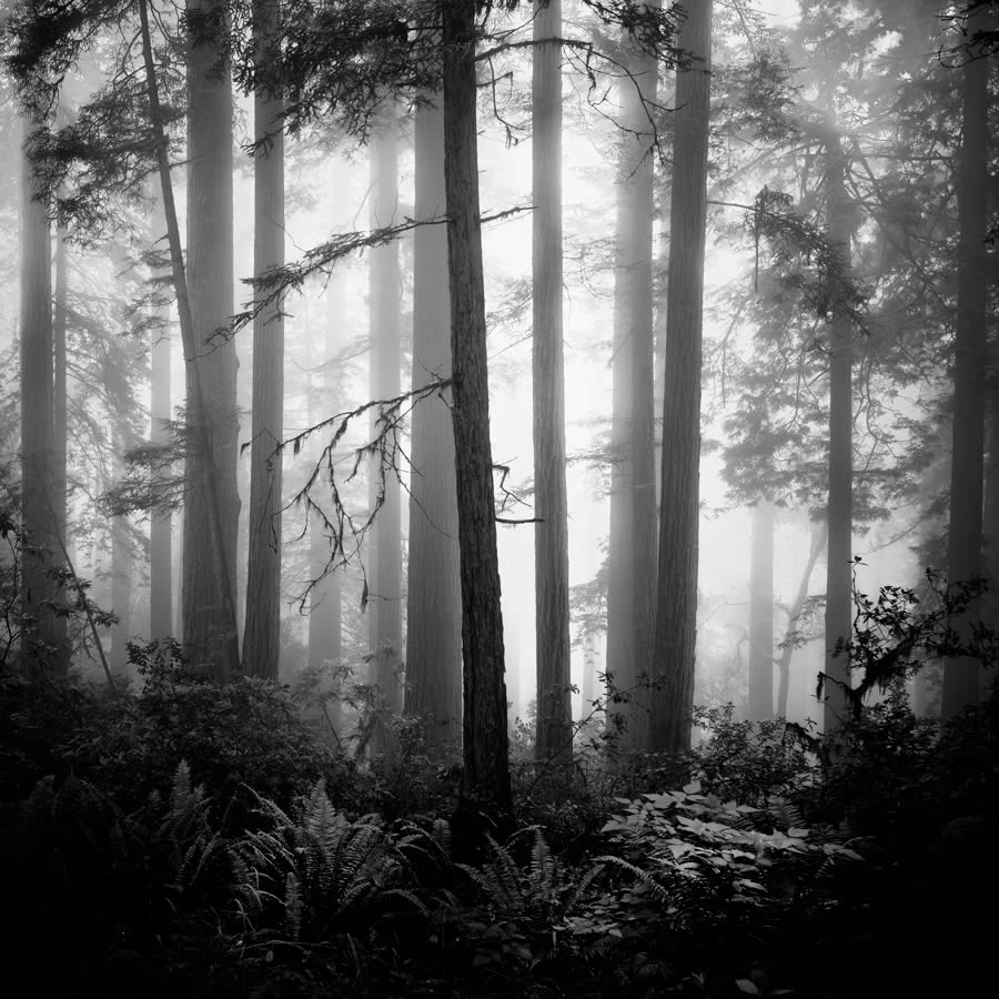 Lady Bird Johnson Grove In The Fog By Nathan Wirth