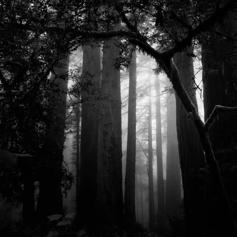 Lady Bird Johnson Grove In The Fog By Nathan Wirth