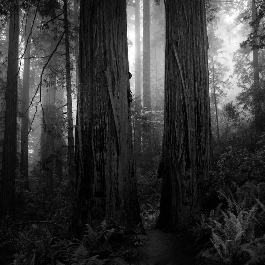 Lady Bird Johnson Grove In The Fog By Nathan Wirth