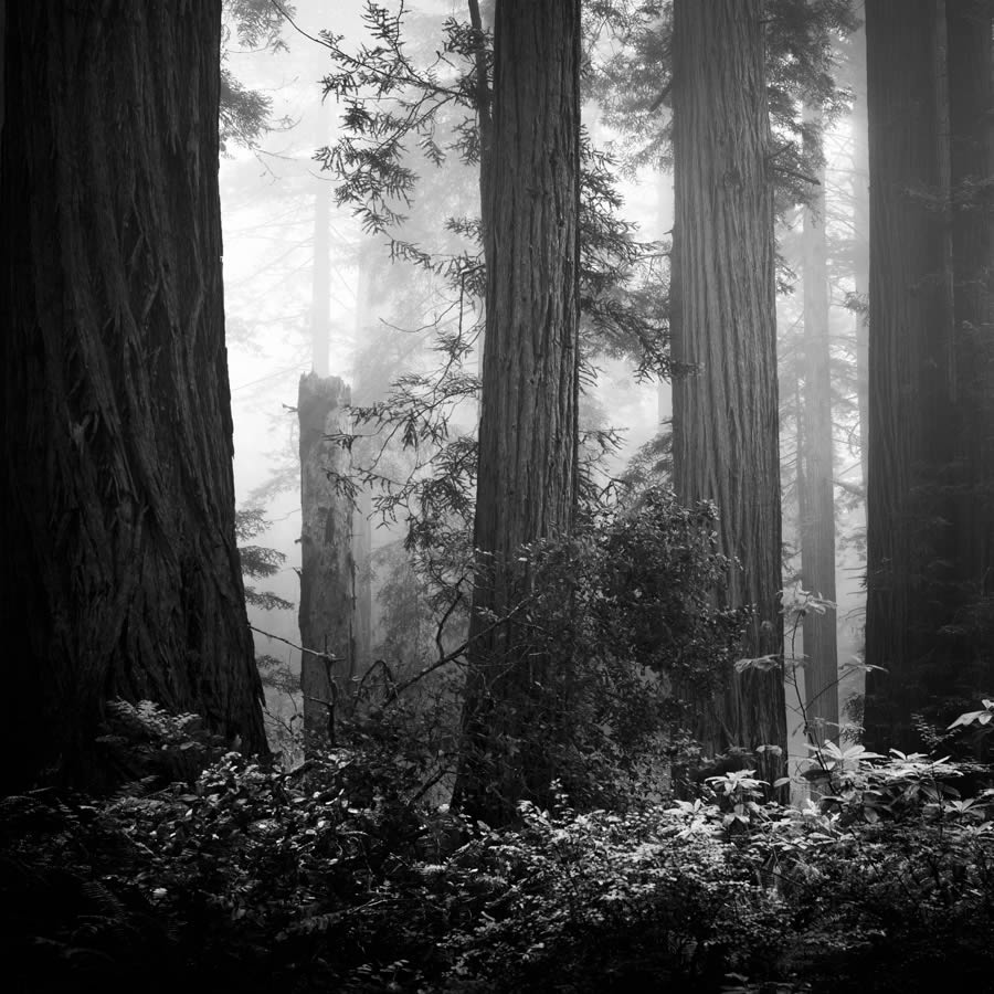 Lady Bird Johnson Grove In The Fog By Nathan Wirth