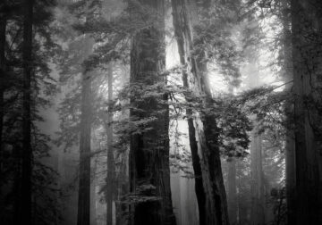 Lady Bird Johnson Grove In The Fog By Nathan Wirth