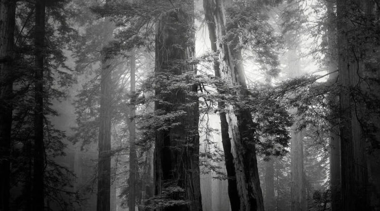 Lady Bird Johnson Grove In The Fog By Nathan Wirth