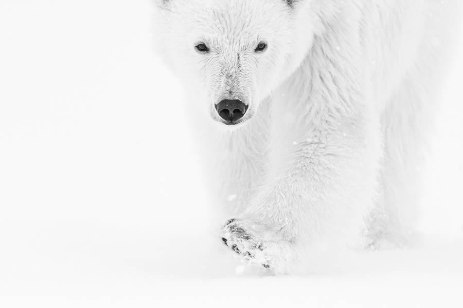 2024 reFocus Black And White Wildlife Photography Awards