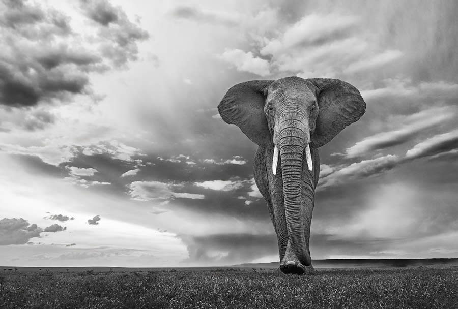 2024 reFocus Black And White Wildlife Photography Awards