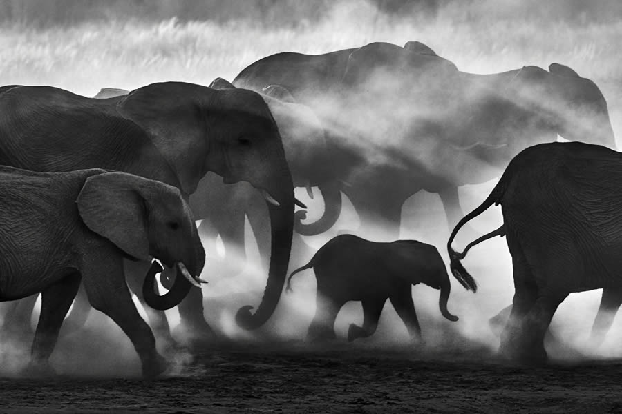 2024 reFocus Black And White Wildlife Photography Awards