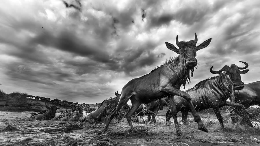 2024 reFocus Black And White Wildlife Photography Awards