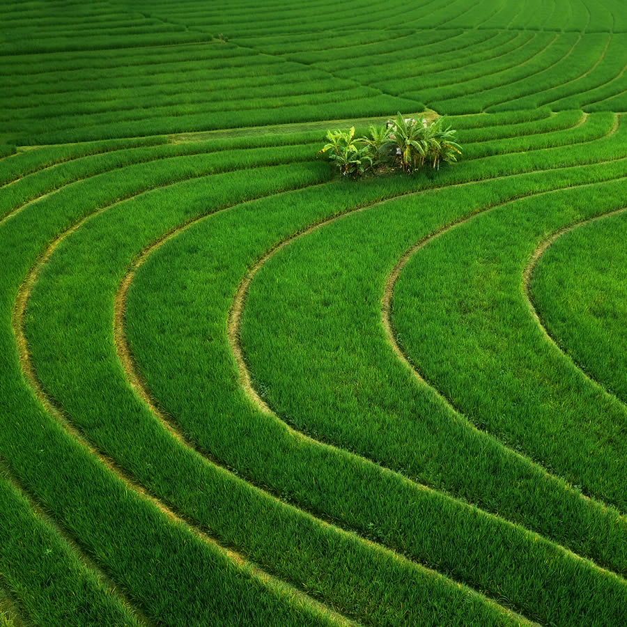 Aerial Landscape Photos Of Rice Cultivation By Aleksei Boiko