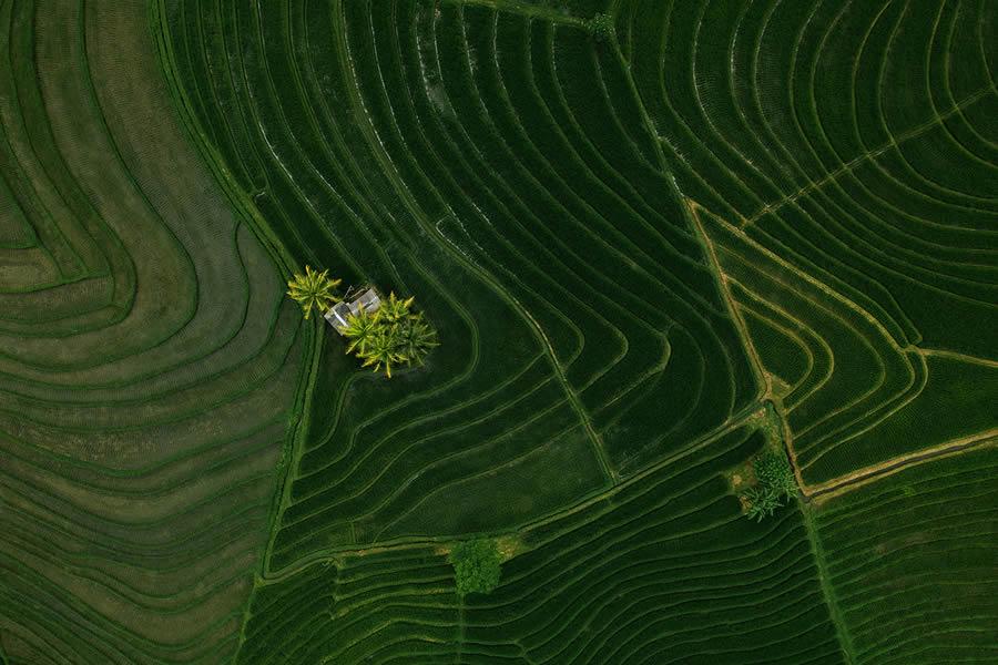 Aerial Landscape Photos Of Rice Cultivation By Aleksei Boiko