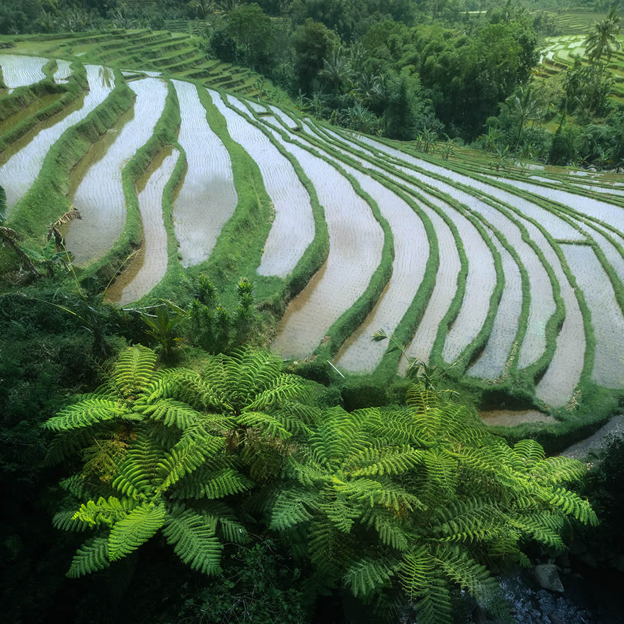 Aerial Landscape Photos Of Rice Cultivation By Aleksei Boiko