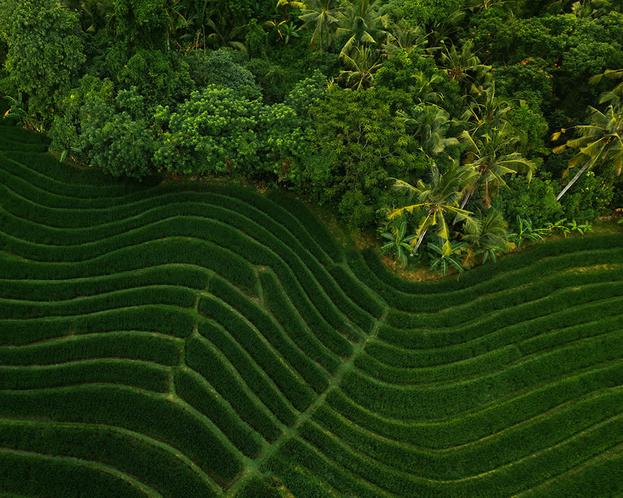 Aerial Landscape Photos Of Rice Cultivation By Aleksei Boiko