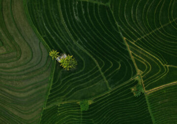 Aerial Landscape Photos Of Rice Cultivation By Aleksei Boiko